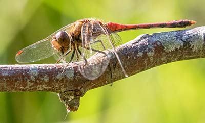 Common Darter