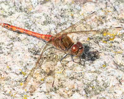 Common Darter