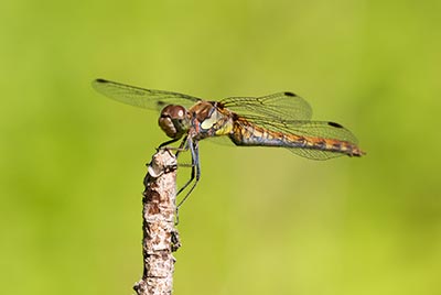 Common Darter