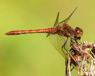 Common Darter