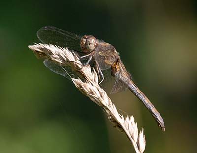 Common Darter