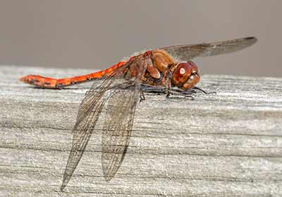Common Darter