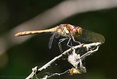 Common Darter