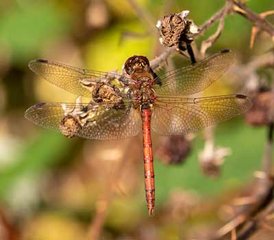 Common Darter