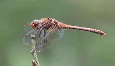 Common Darter