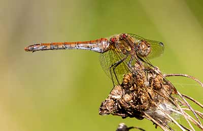 Common Darter