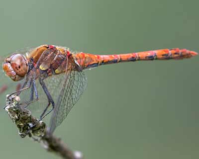 Common Darter