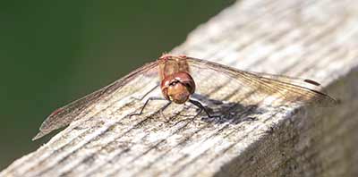 Common Darter