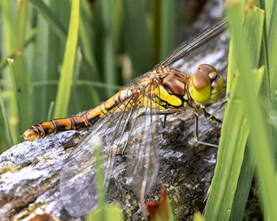 Common Darter