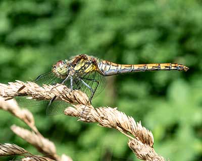 Common Darter