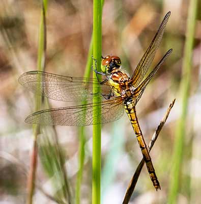 Common Darter