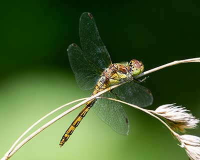 Common Darter