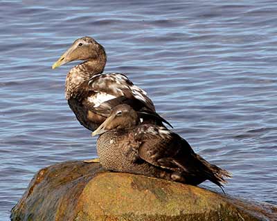 Common Eider