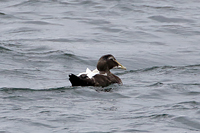 Common Eider