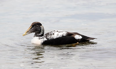 Common Eider