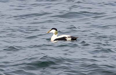 Common Eider