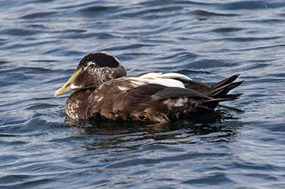 Common Eider