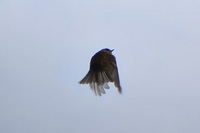 Common Firecrest