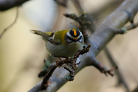 Common Firecrest