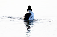 Common Goldeneye