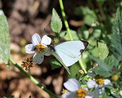 Common Greeneyed-White