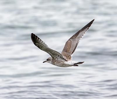 Common Gull