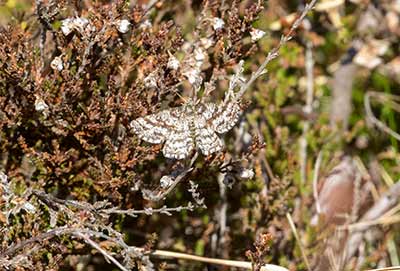 Common Heath