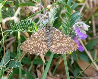Common Heath