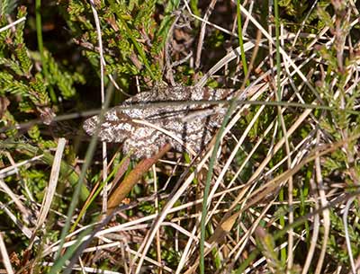 Common Heath