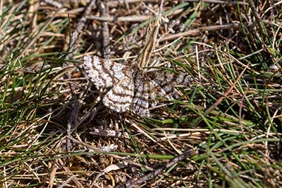 Common Heath
