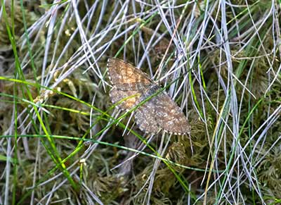 Common Heath