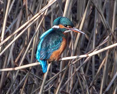 Common Kingfisher