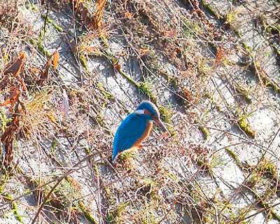 Common Kingfisher
