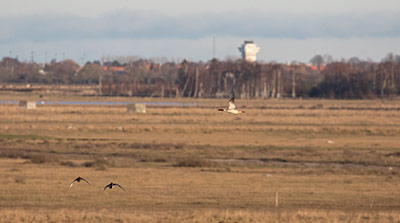 Common Merganser