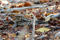 Common Pauraque