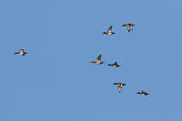 Common Pochard