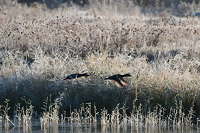 Common Pochard