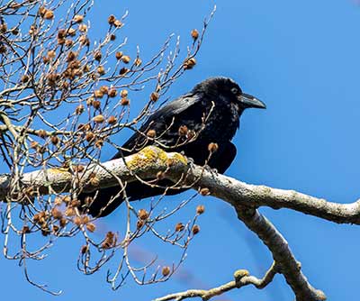 Common Raven