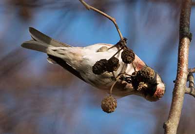 Redpoll