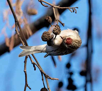 Redpoll
