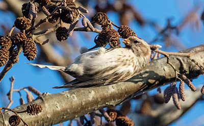 Redpoll