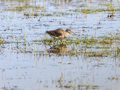 Common Redshank