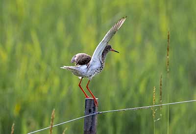 Common Redshank