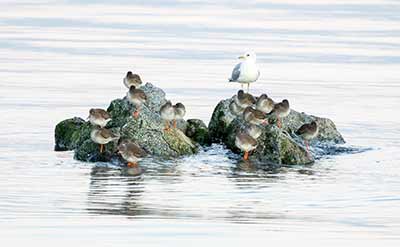 Common Redshank
