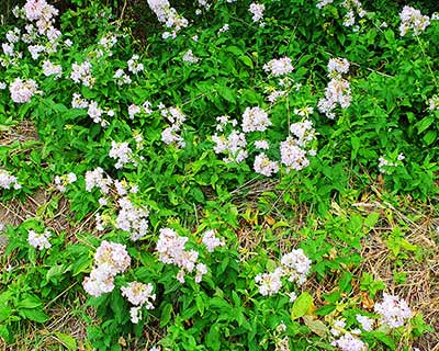 Common Soapwort