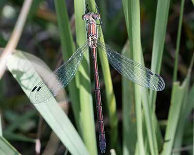 Common Spreadwing