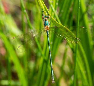 Common Spreadwing