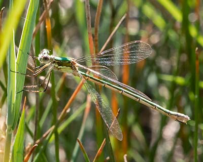 Common Spreadwing
