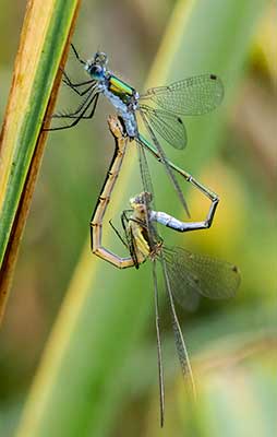 Common Spreadwing