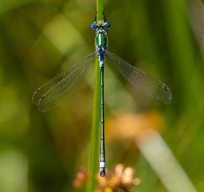 Common Spreadwing
